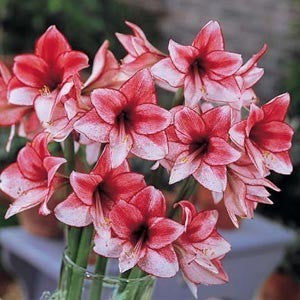 Hippeastrum 'Charisma' / 'Showmaster'
