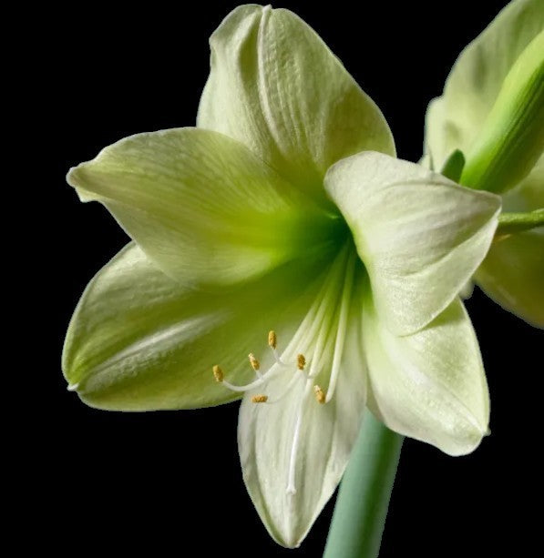 Hippeastrum 'Dream Fantasy' / 'Fantasy Dream'