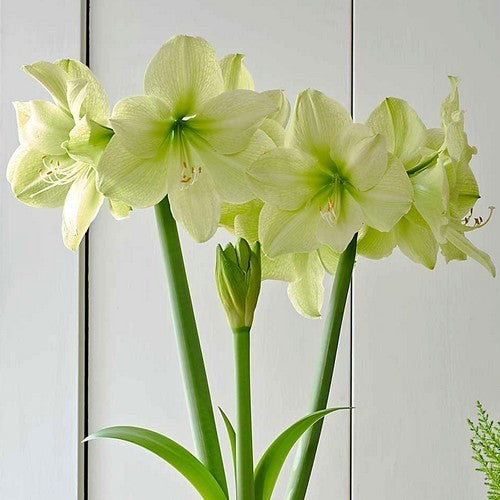 Hippeastrum 'Dream Fantasy' / 'Fantasy Dream'