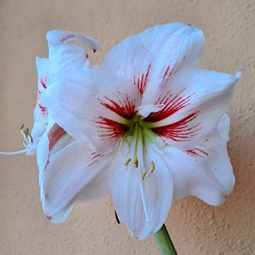Hippeastrum 'Elsa'