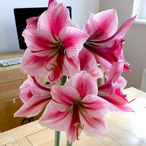 Hippeastrum '(Fantasy) Gervase'