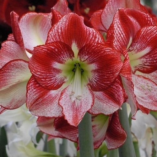 Hippeastrum 'Flamenco Queen' / 'Stardust'