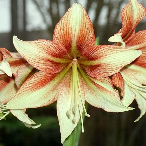 Hippeastrum 'Fledermaus' / 'Amore' / 'Dance Valley'