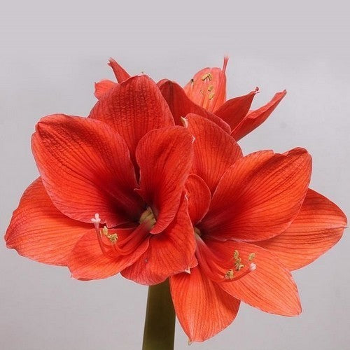 Hippeastrum 'Gold Medal' / 'Orange Souvereign' / 'Desire' /