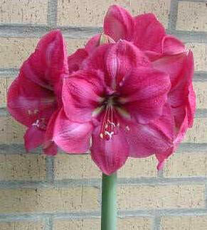 Hippeastrum ‘Hercules’ / 'Pink Surprise'