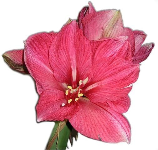 Hippeastrum ‘Hercules’ / 'Pink Surprise'