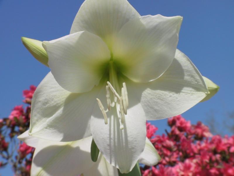 Hippeastrum ‘Ludwig Dazler' / 'Mont Blanc' / 'Moscow''’