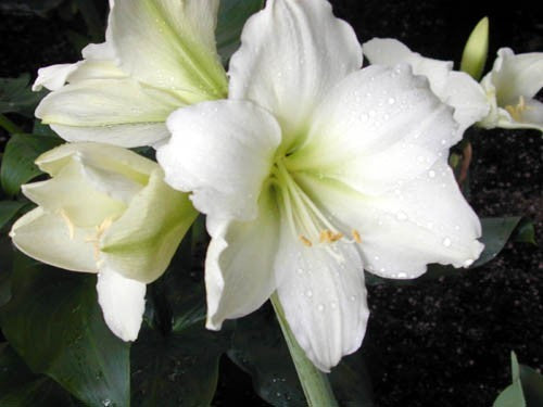 Hippeastrum ‘Ludwig Dazler' / 'Mont Blanc' / 'Moscow''’