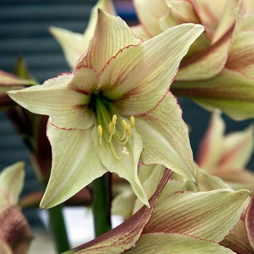 Hippeastrum 'Magic Green'