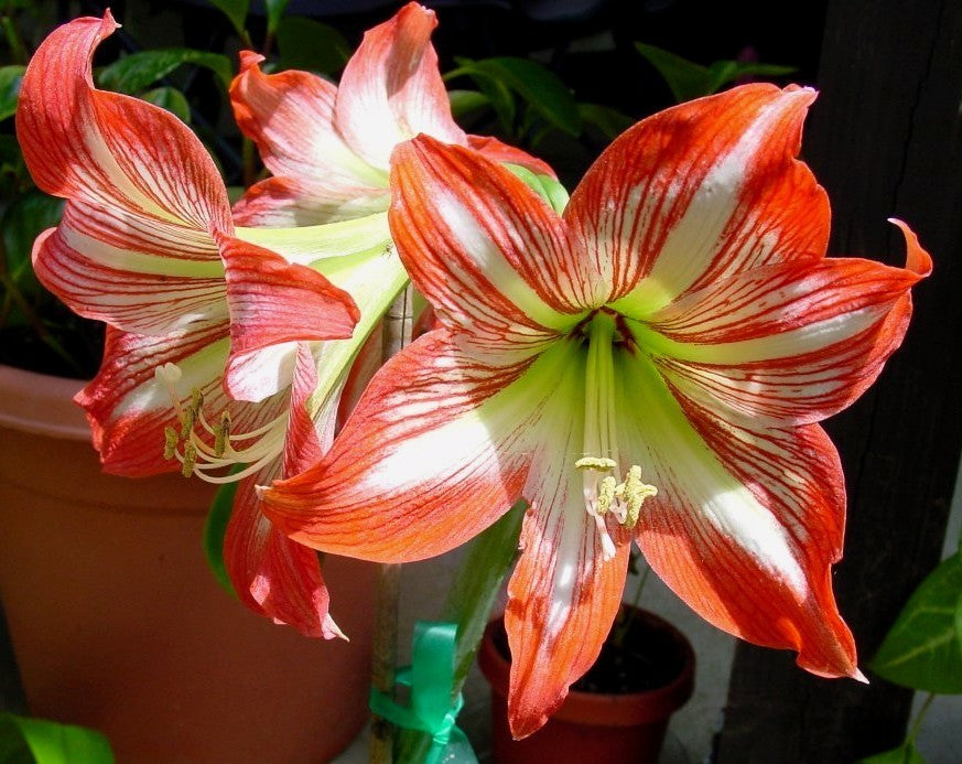 Hippeastrum 'Minerva' / 'Monte Carlo' / 'Dynasty' / 'Spartacus'