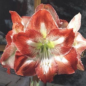 Hippeastrum 'Minerva' / 'Monte Carlo' / 'Dynasty' / 'Spartacus'