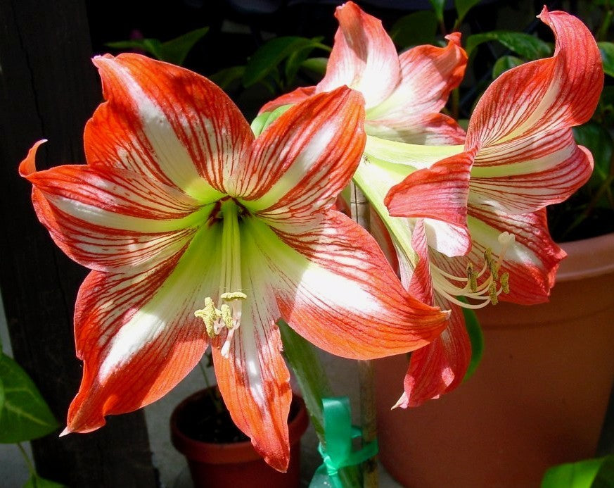 Hippeastrum 'Minerva' / 'Monte Carlo' / 'Dynasty' / 'Spartacus'