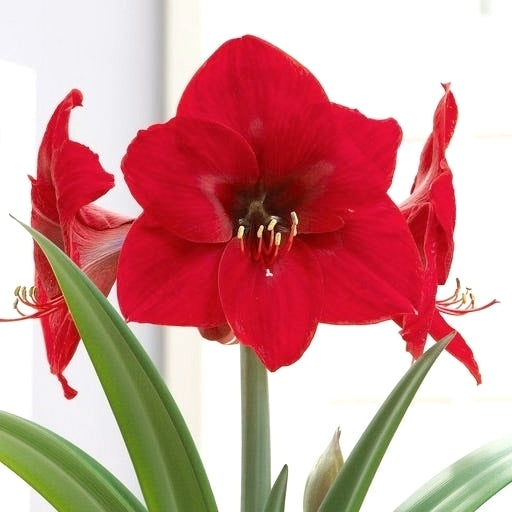Hippeastrum 'Red Lion' / 'Fire Ball' / 'Ferrari' / 'Olaf'