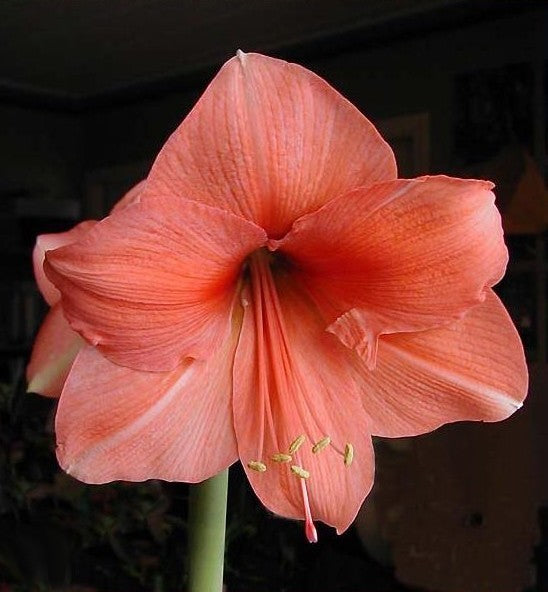 Hippeastrum 'Rilona'
