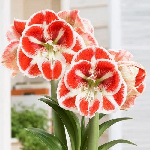 Hippeastrum 'Samba'