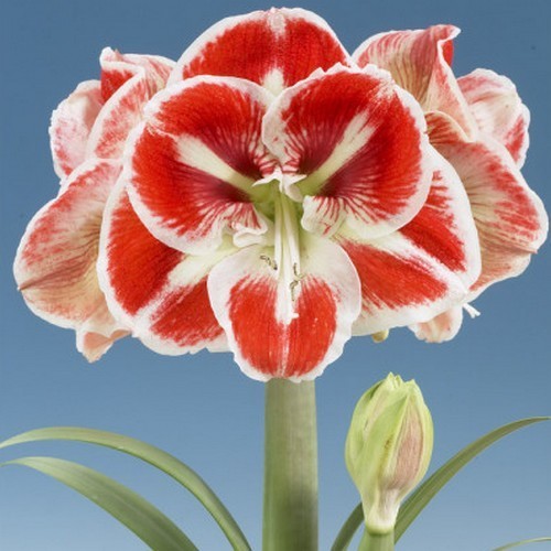 Hippeastrum 'Samba'