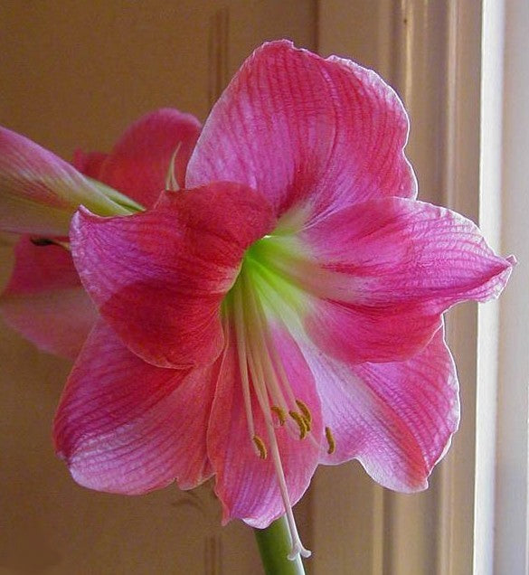 Hippeastrum 'Susan' / 'Rosalie' / 'Summer Time' / 'Candy Que'