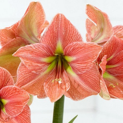 Hippeastrum 'Terra Cotta Star' / 'Nagano' / 'Darling'