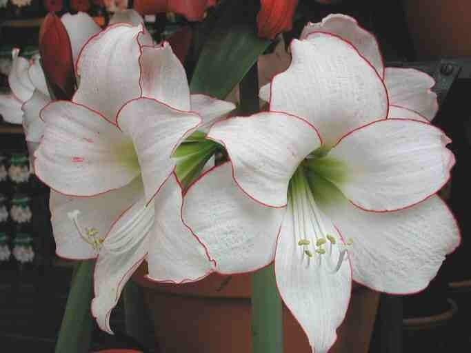 Hippeastrum 'Picotee'