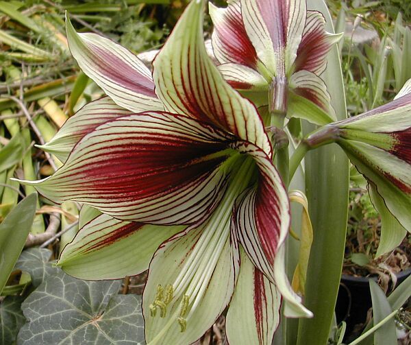 Hippeastrum 'Mystica' / 'Papilio'
