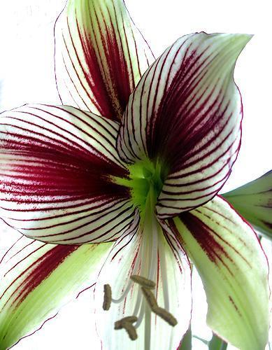 Hippeastrum 'Mystica' / 'Papilio'