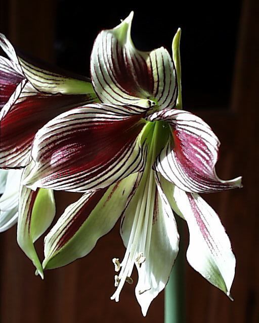 Hippeastrum 'Mystica' / 'Papilio'