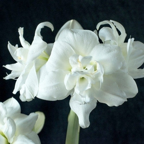 Hippeastrum 'Akiko'