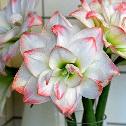 Hippeastrum 'Aphrodite' / 'Amadeus Candy'