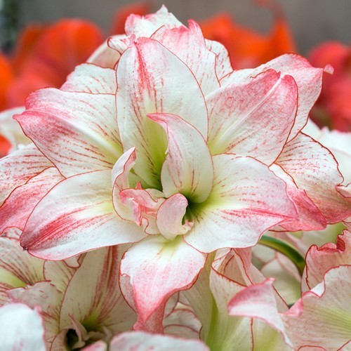 Hippeastrum 'Aphrodite' / 'Amadeus Candy'