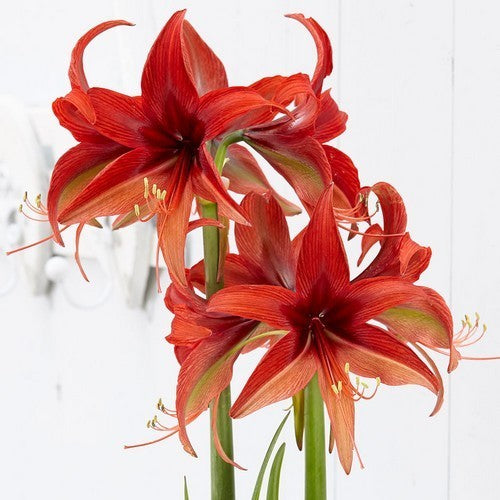 Hippeastrum 'Bogota'
