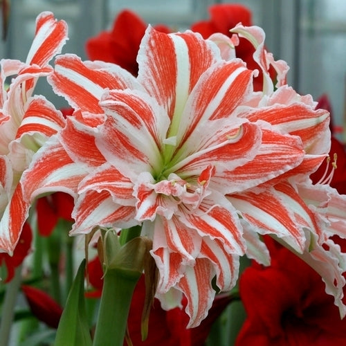 Hippeastrum 'Dancing Queen' / 'Doublet'