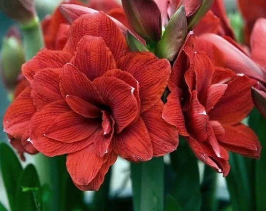 Hippeastrum 'Double Dragon' / 'Velvet Nymph'