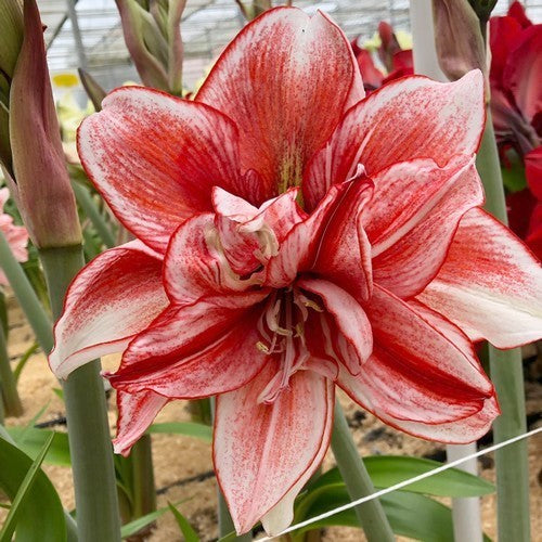Hippeastrum 'Flamed Amadeus'