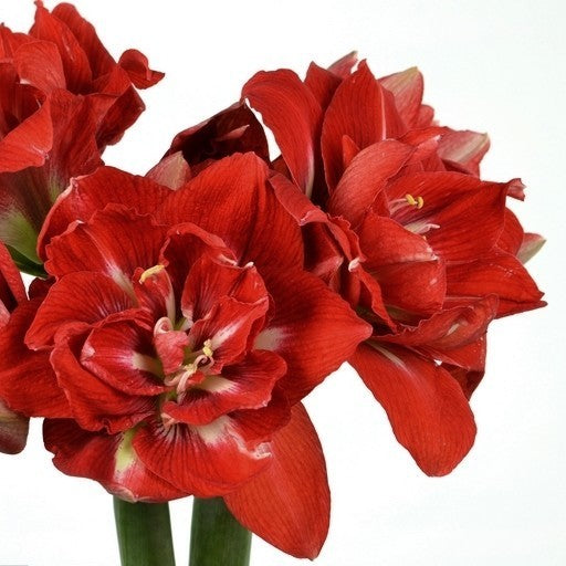 Hippeastrum 'Happy Nymph' / 'Sweet Nymph' / 'Benito'