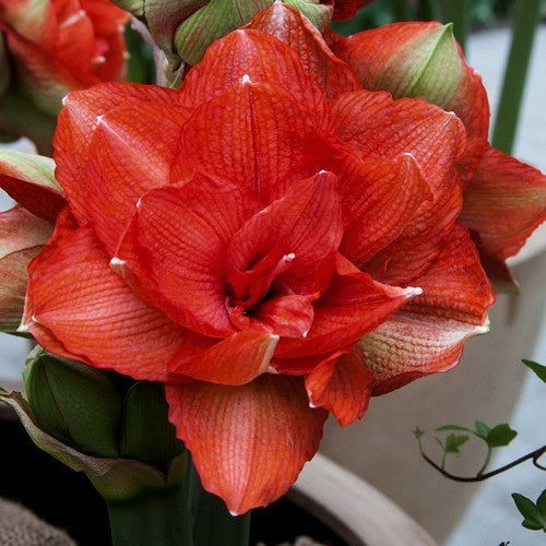 Hippeastrum 'Happy Nymph' / 'Sweet Nymph' / 'Benito'