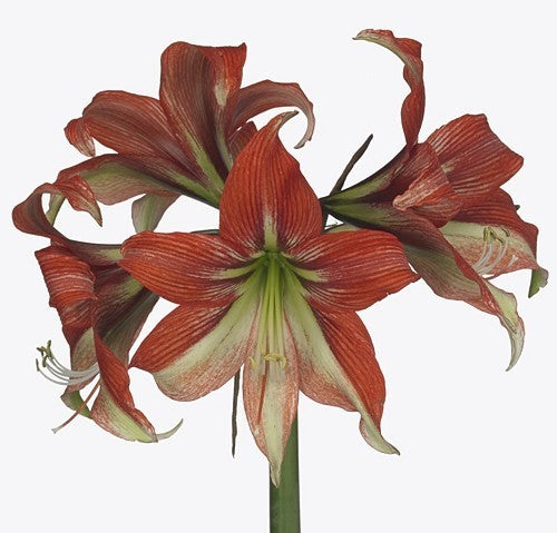Hippeastrum 'Happy Valley'