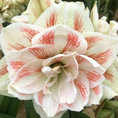 Hippeastrum 'Nymph' / 'Aquaro'
