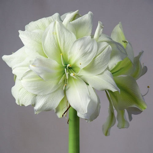 Hippeastrum 'Marilyn' / 'Polar Belle'