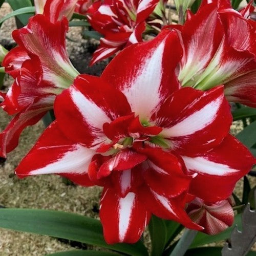 Hippeastrum 'Party Nymph'