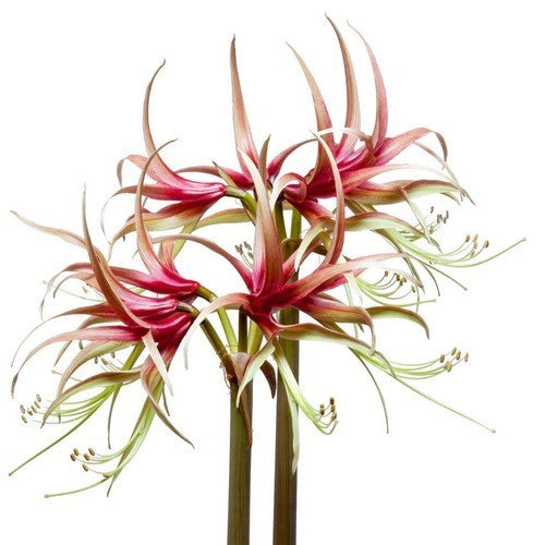 Hippeastrum 'Chico' / 'Quito' / 'La Paz' / 'Tango'