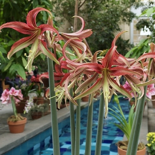 Hippeastrum 'Chico' / 'Quito' / 'La Paz' / 'Tango'