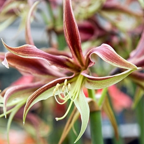 Hippeastrum 'Chico' / 'Quito' / 'La Paz' / 'Tango'
