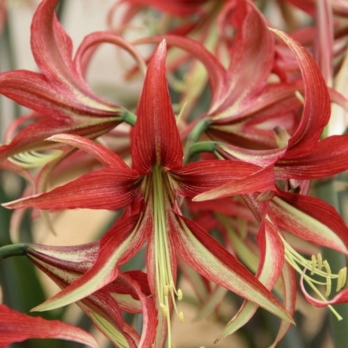Hippeastrum 'Chico' / 'Quito' / 'La Paz' / 'Tango'