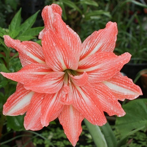 Hippeastrum 'Lady Jane' / 'Flamingo Amadeus' / 'Lovely Nymph'