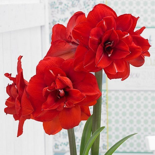 Hippeastrum 'Red Peacock' / 'Double King'