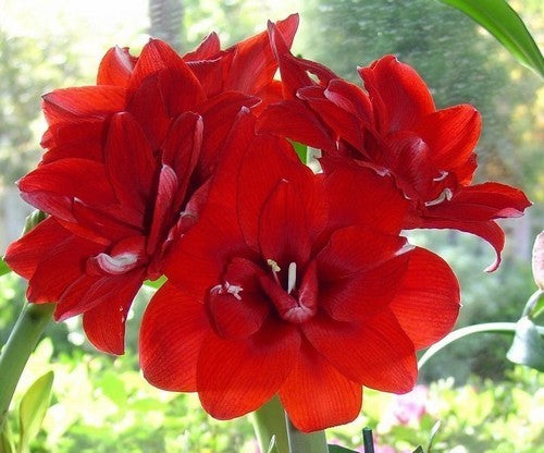 Hippeastrum 'Red Peacock' / 'Double King'
