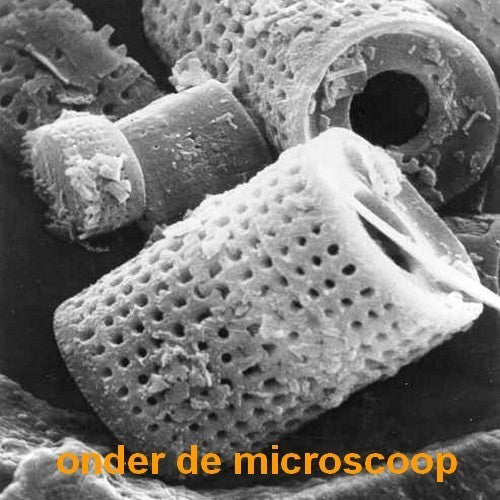 Against Insects Diatomaceous Earth