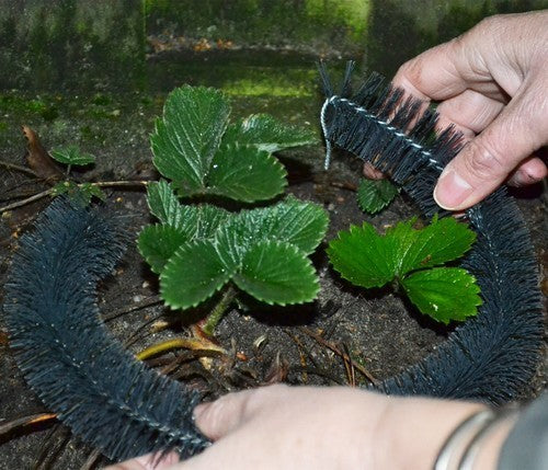 Against Animals (Feeding) Snail brush