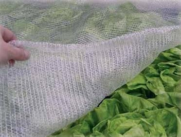 Climate protection: Climate Net or Multinet