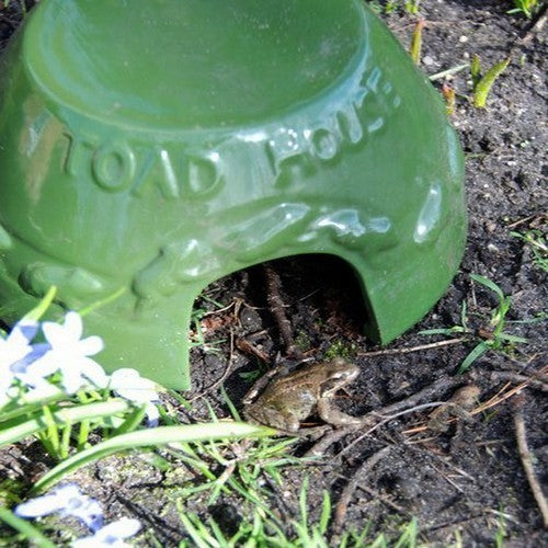 Toadstool Glaze